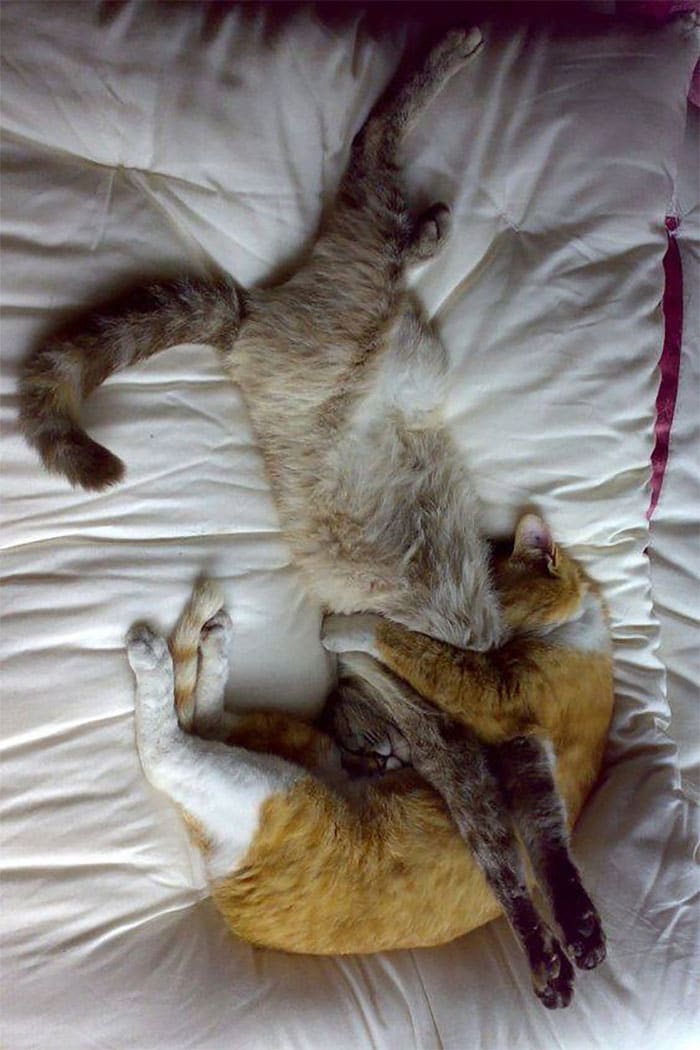 коты спят, сцепившись друг с другом