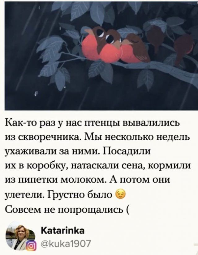 zhivotnym-bede-pomogli-citaty-vkontakte-vkontakte-smeshnye-statusy