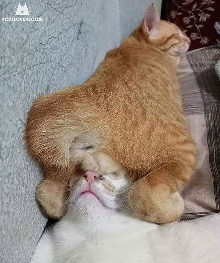 рыжий кот спит на голове у другого