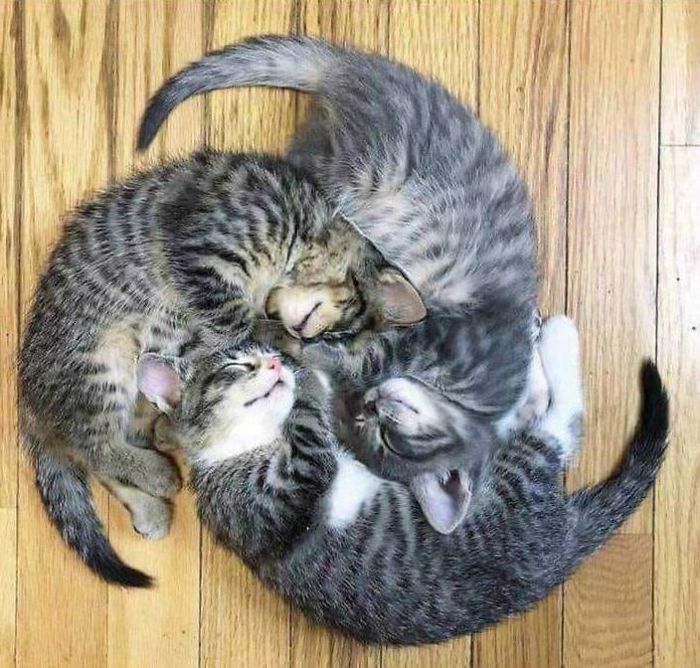 три серых полосатых котенка спят вместе