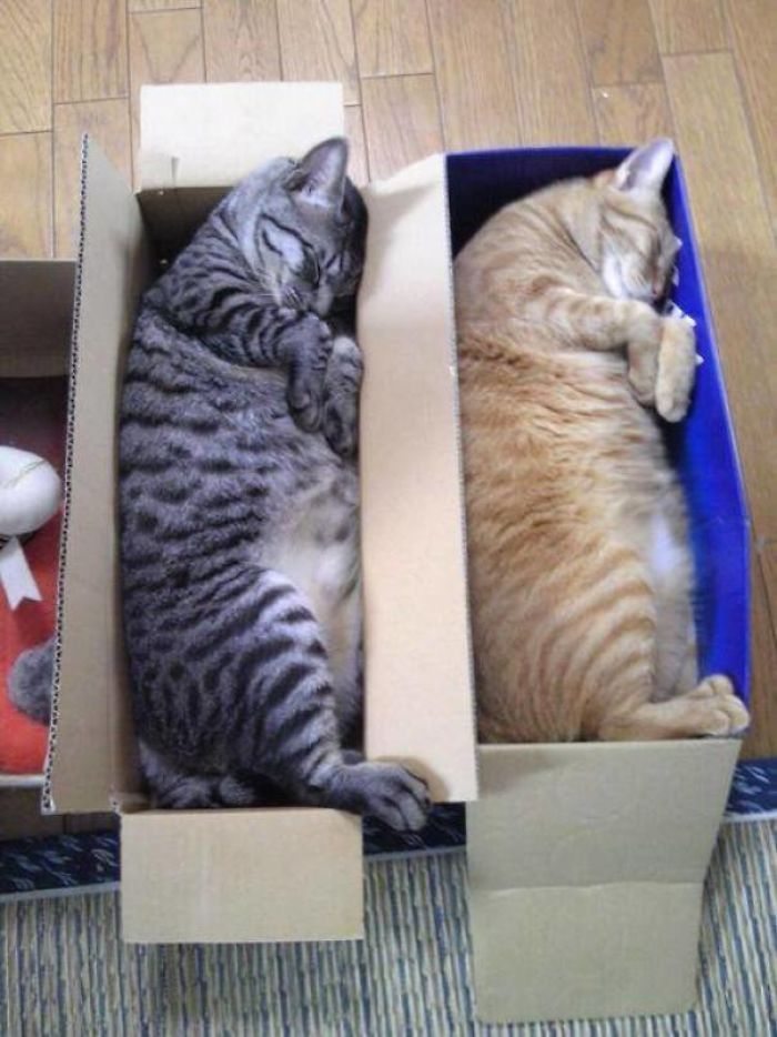 серый и рыжий кот спят в коробках