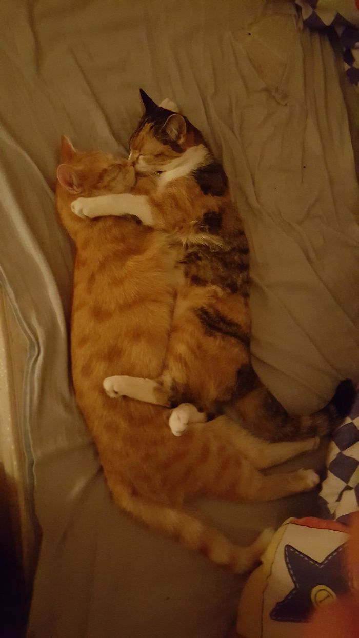 рыжие коты спят в обнимку