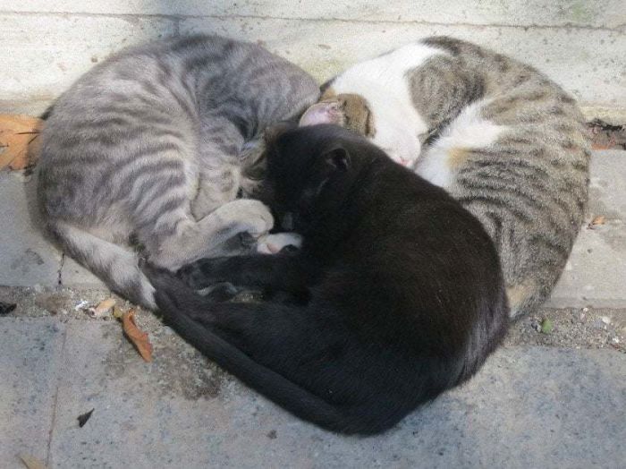 три кота спят сердечком