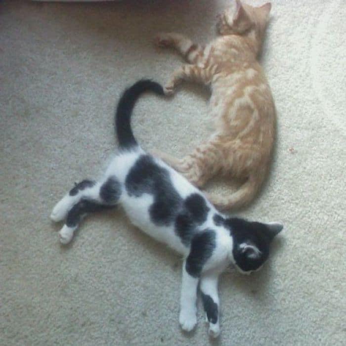 черно-белый и рыжий кот спят рядом