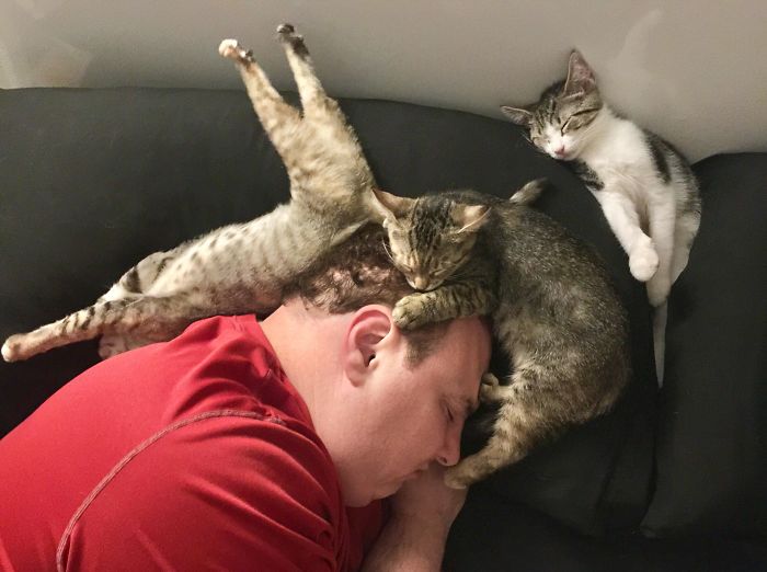 три кота спят на мужчине