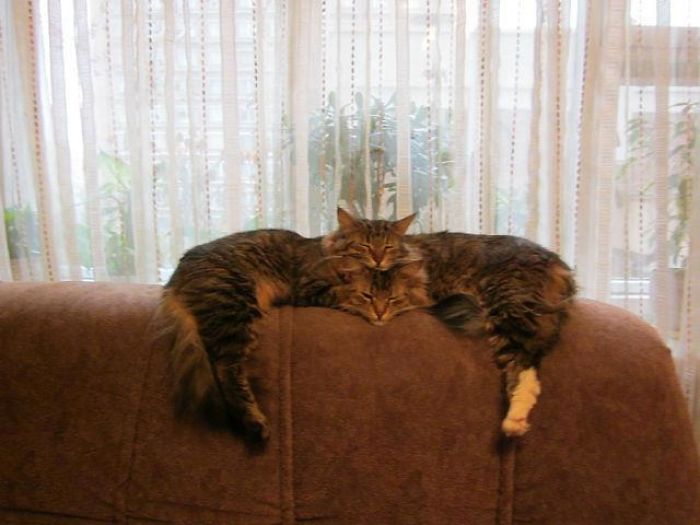 два кота спят на спинке кресла