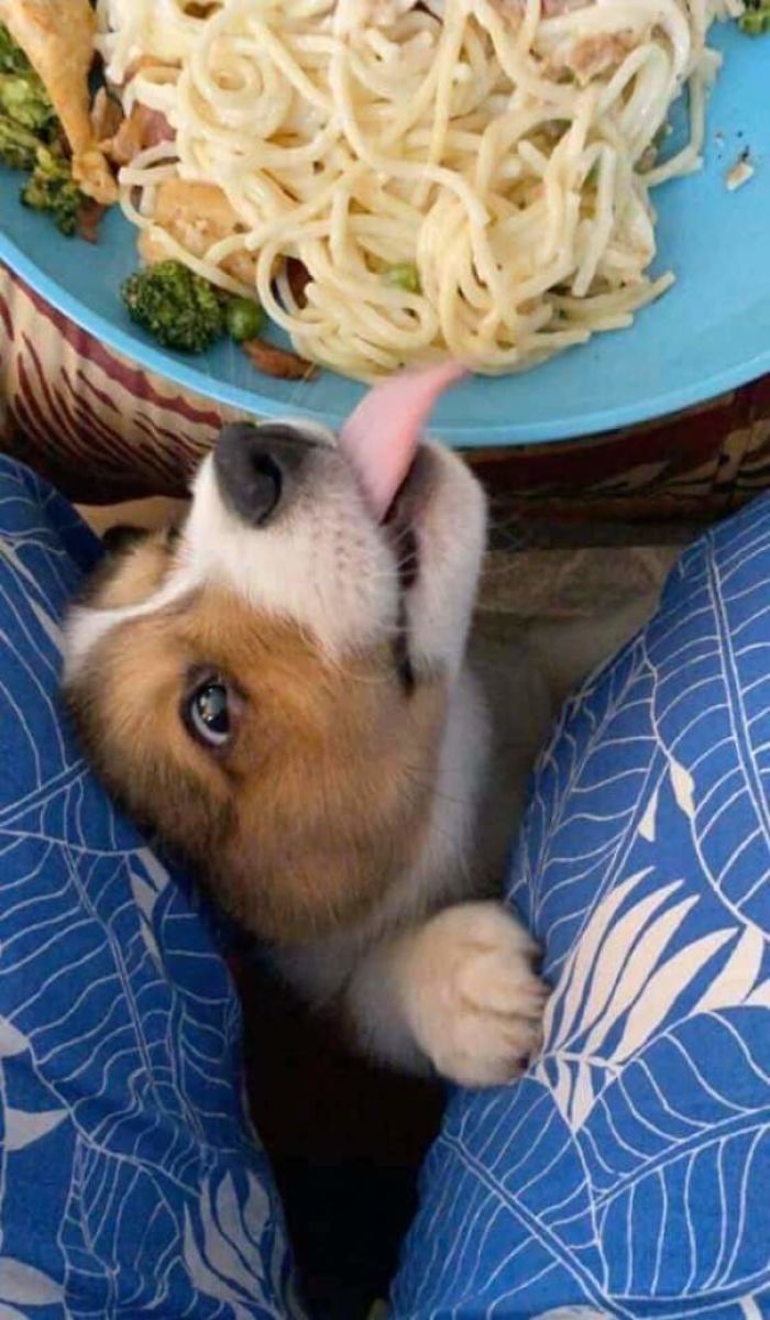 собака ворует спагетти с тарелки