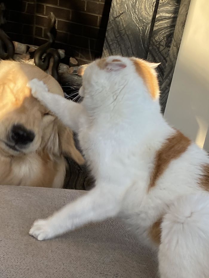 бело-рыжий кот атакует лабрадора
