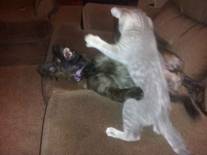 серый кот атакует собаку на диване
