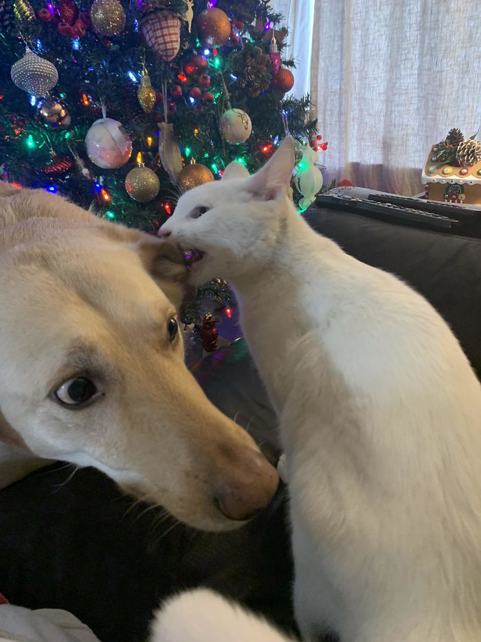 белый кот кусает собаку за ухо возле наряженной елки