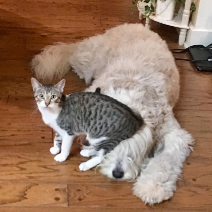 полосатый кот сидит на голове у собаки