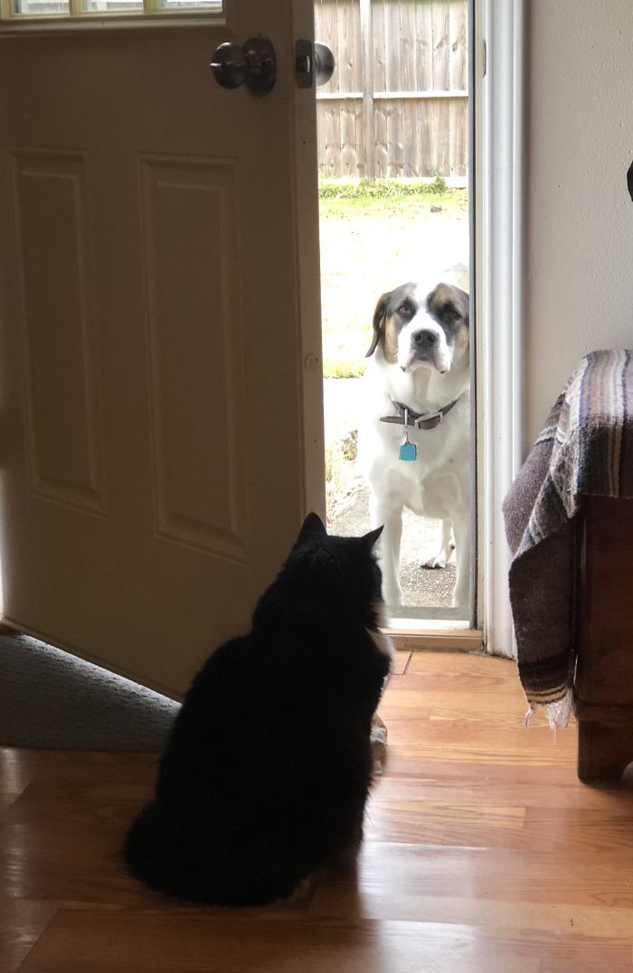 черный кот сидит перед дверью и смотрит на собаку