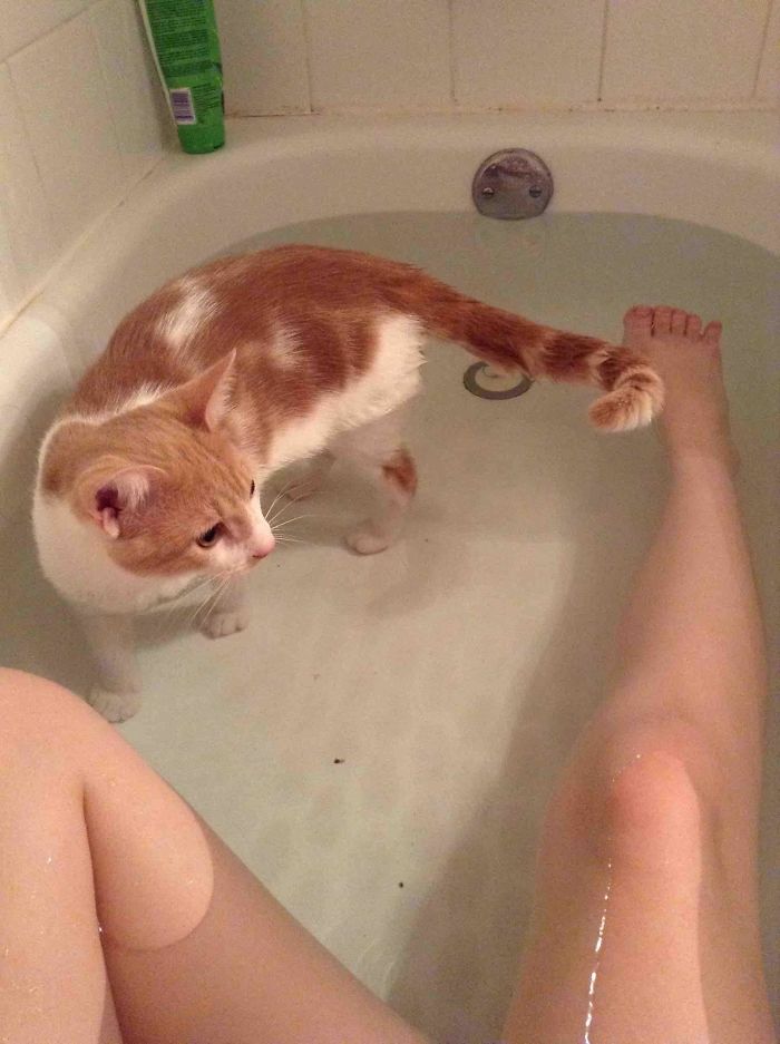 бело-рыжий кот в ванне с водой