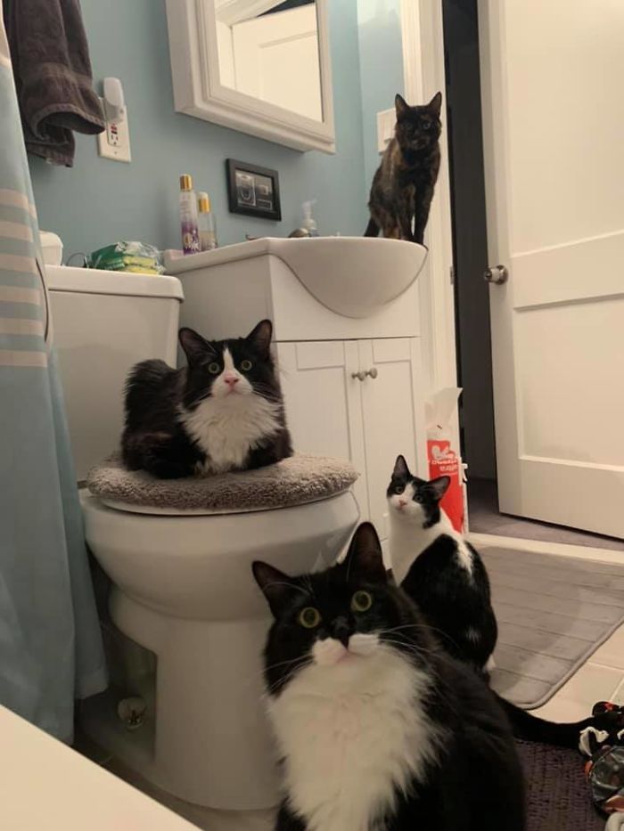 4 черно-белых кота в ванной комнате