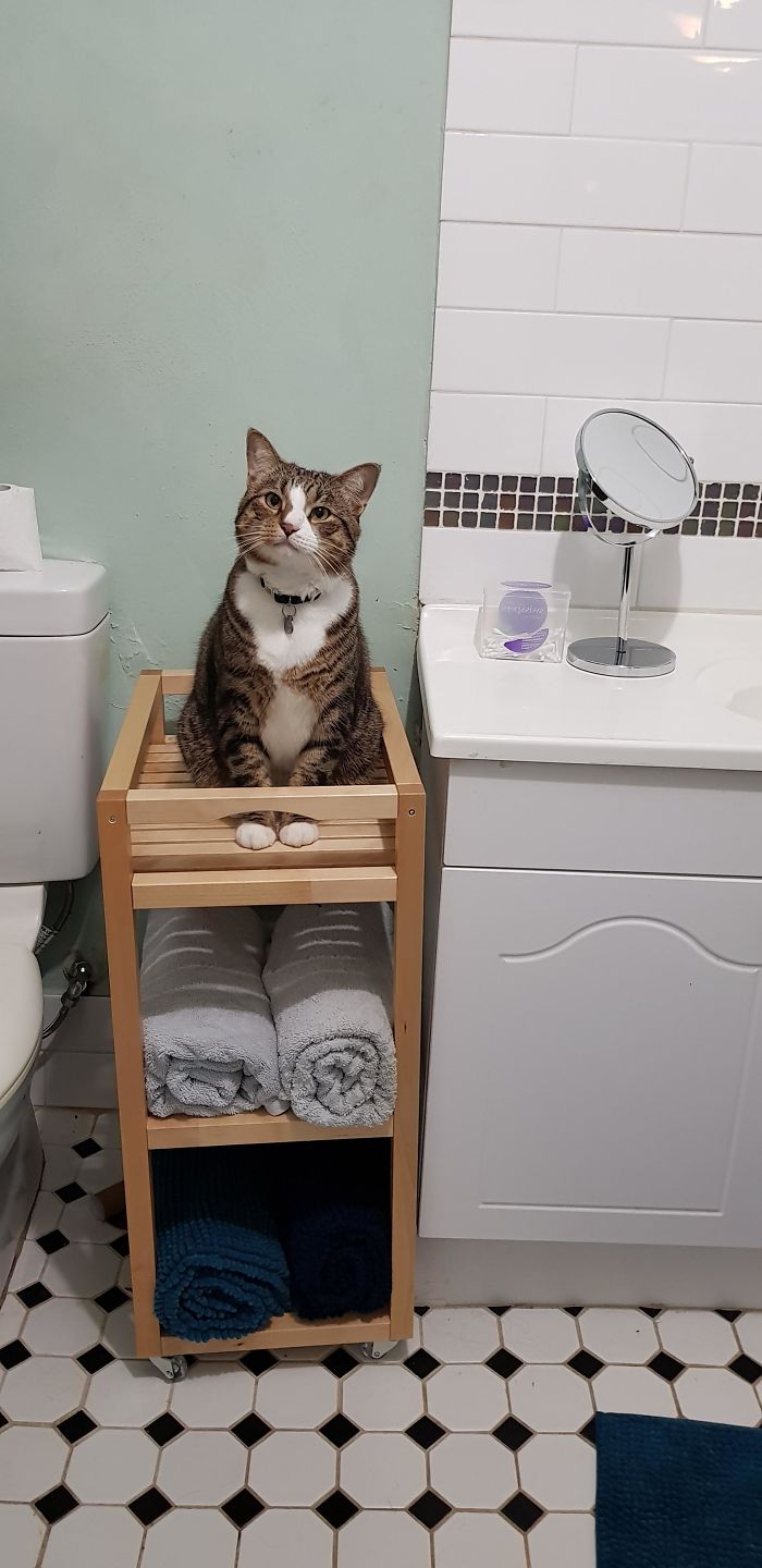 полосатый кот сидит на тумбе в ванной