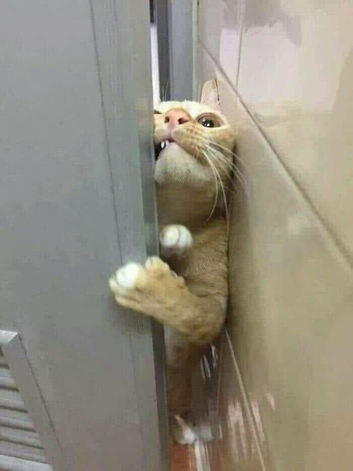рыжий кот протискивается в дверь
