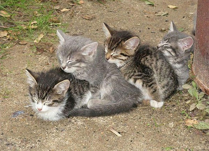 четыре котенка спят паровозиком