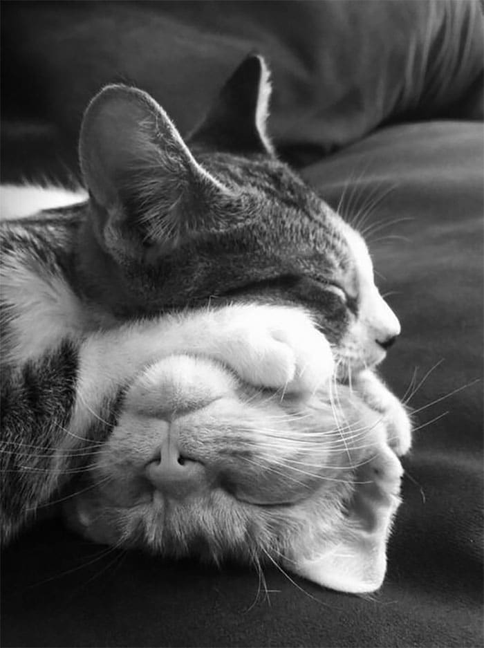 кот спит на голове у другого кота