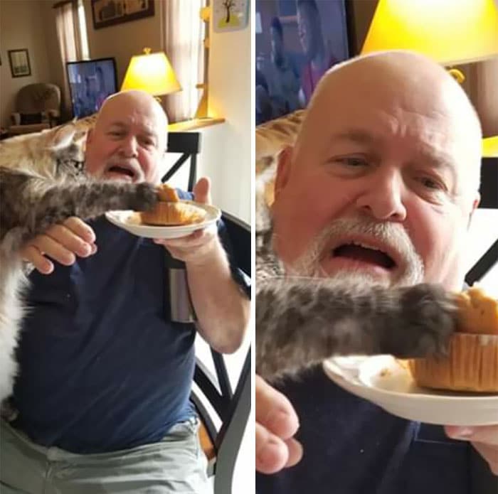 кот ворует кекс с тарелки мужчины