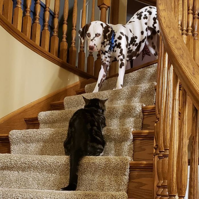далматинец и черный кот на лестнице