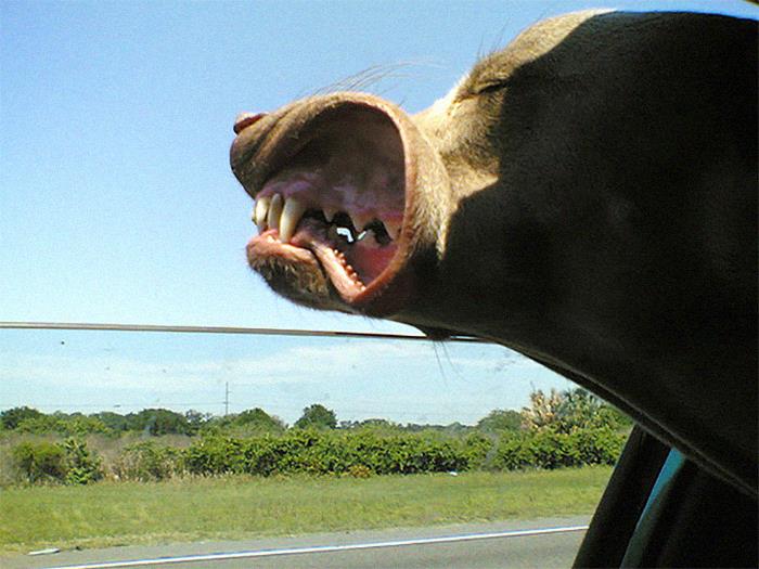 собака едет с головой в окне авто