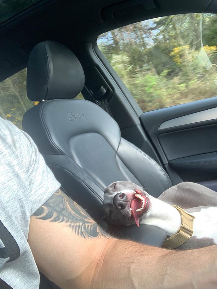 собака с высунутым языком на переднем сидении в авто