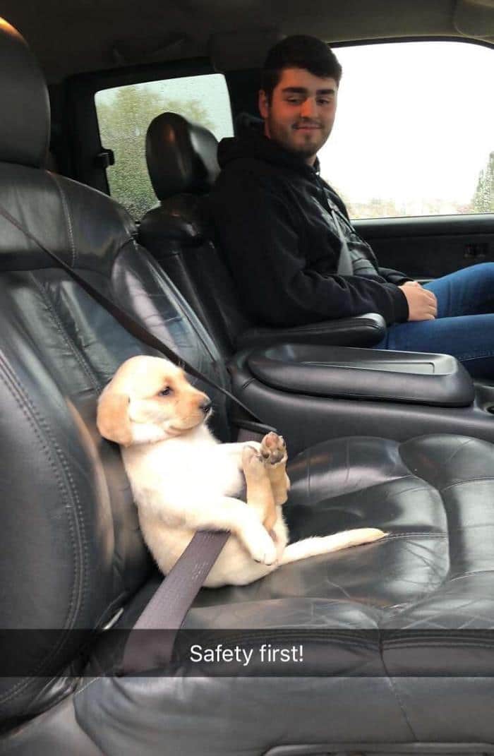 парень и щенок лабрадора в авто