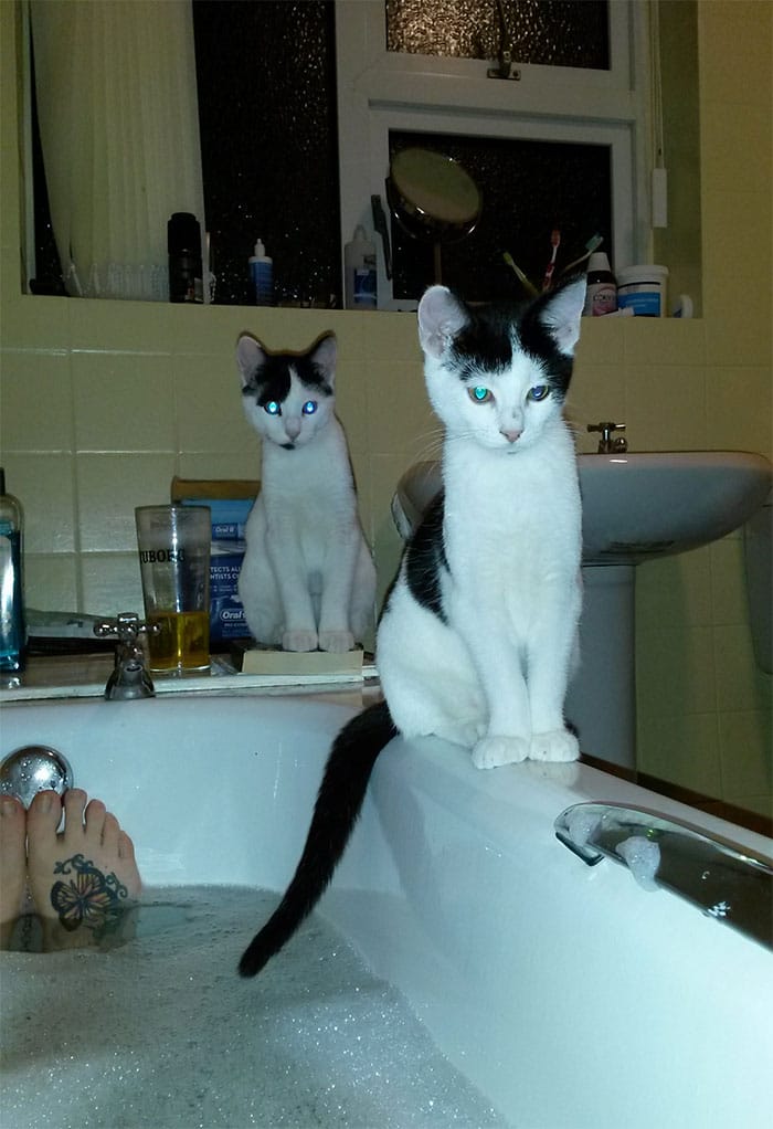черно-белые кошки сидят на краю ванны