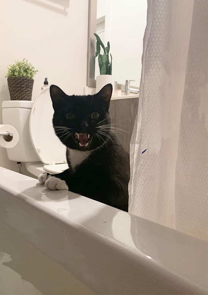 черная кошка стоит лапами на ванне и орет