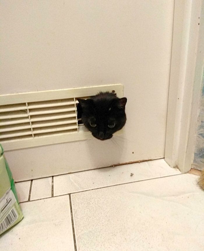 голова черной кошки торчит в двери