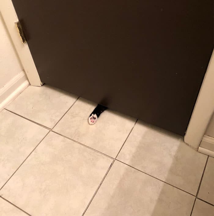 кошачья лапа под дверью