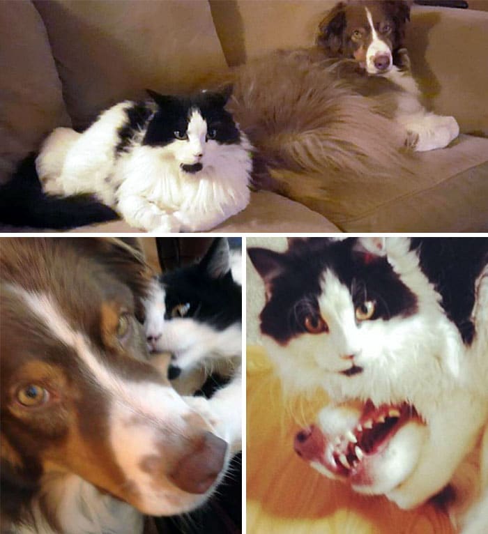 черно-белая кошка и собака сидят на диване