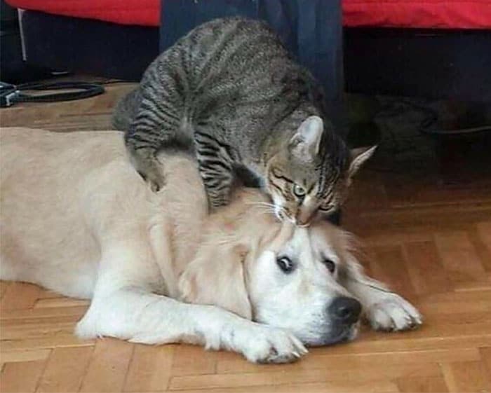 полосатый кот кусает собаку за голову