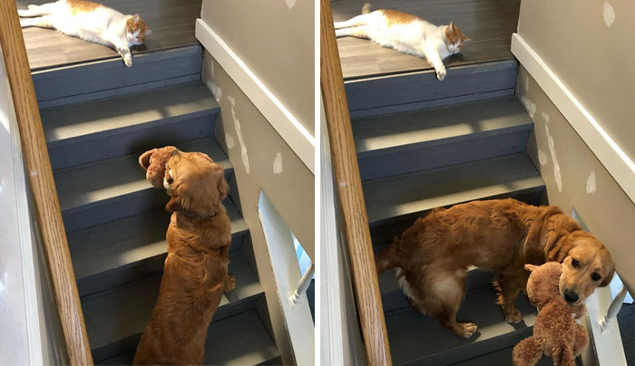 рыжая собака с игрушкой на лестнице