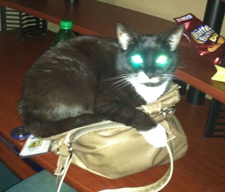 черно-белый кот со светящимися глазами