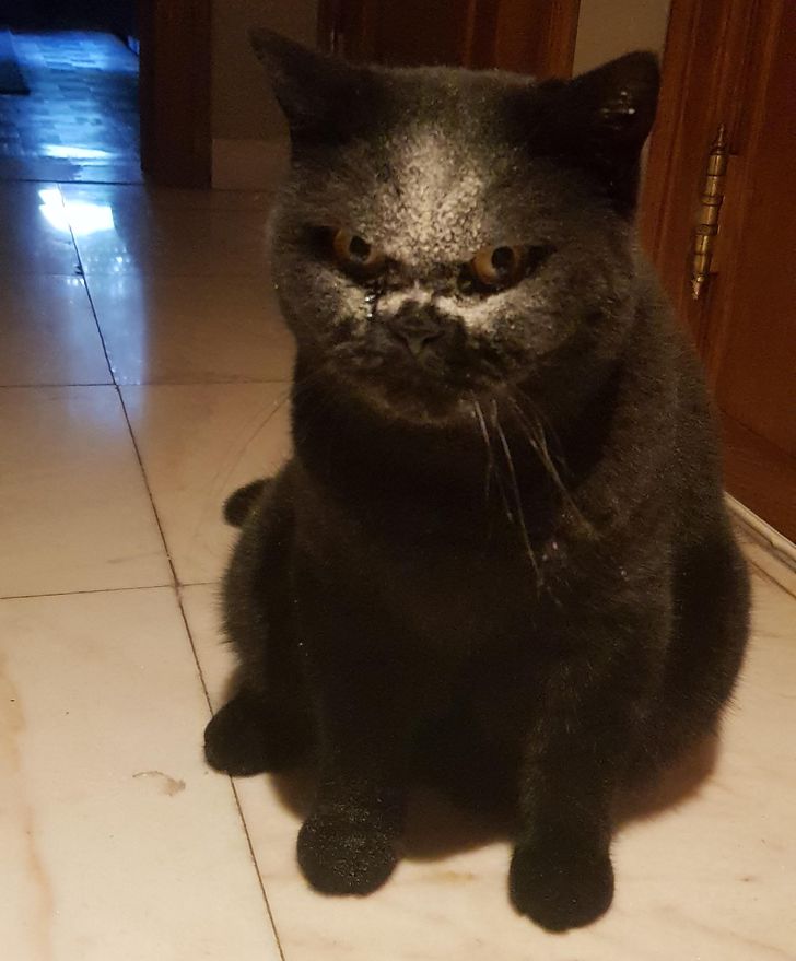 серый кот с мукой на морде