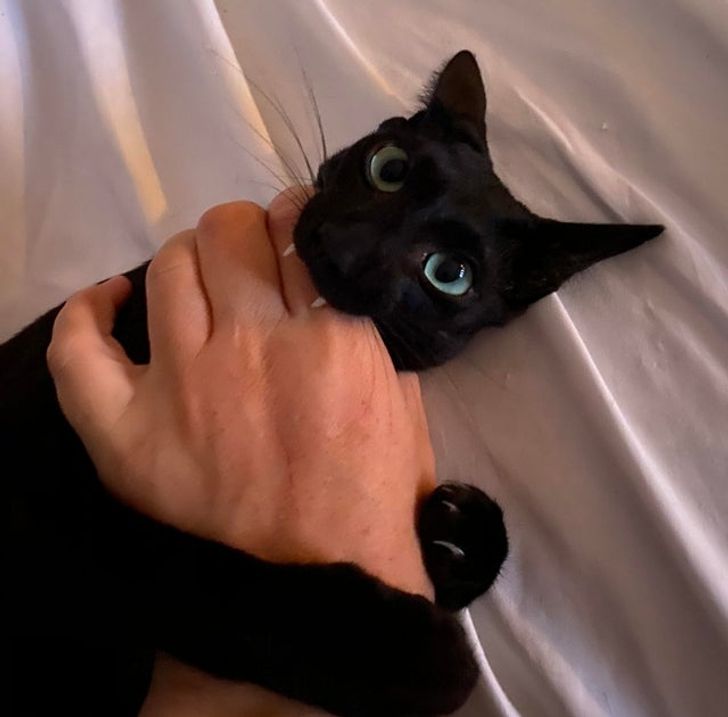 черный кот кусает мужчину за руку