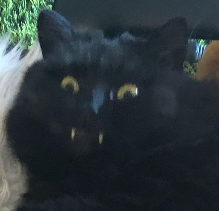 черный кот с клыками