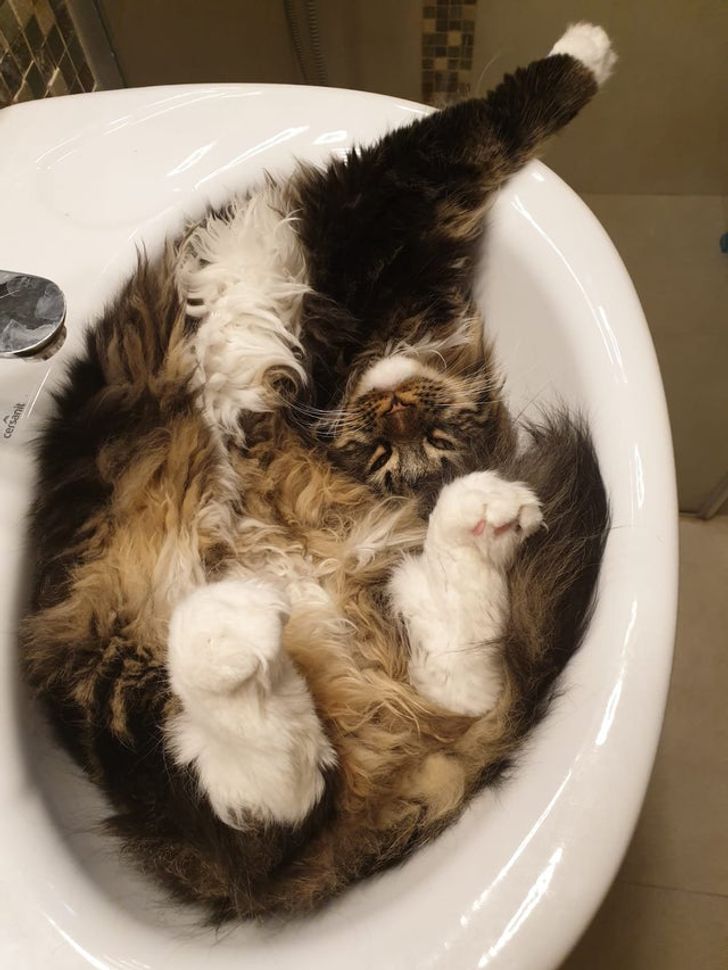пушистый кот спит в раковине