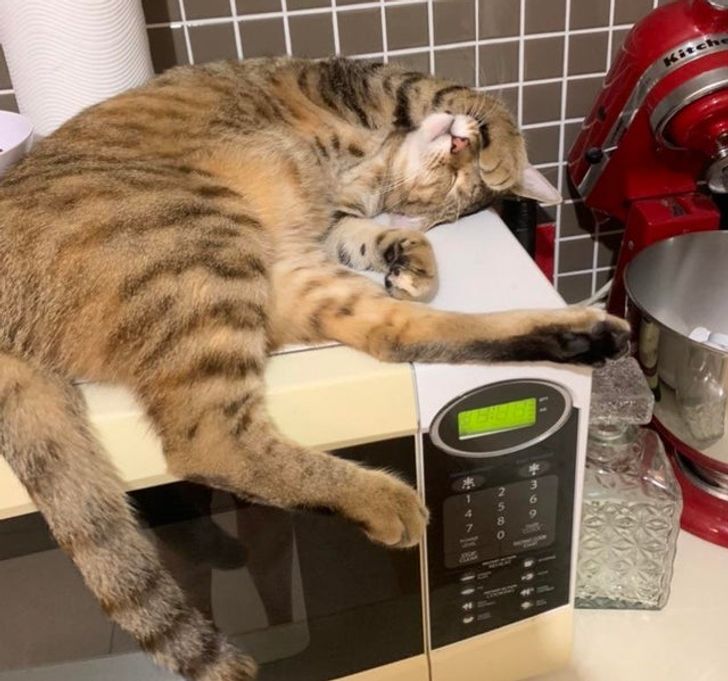 полосатая кошка спит на микроволновке