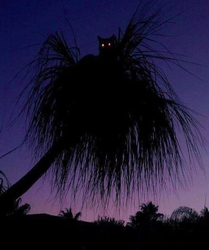 кошка сидит на пальме в темноте