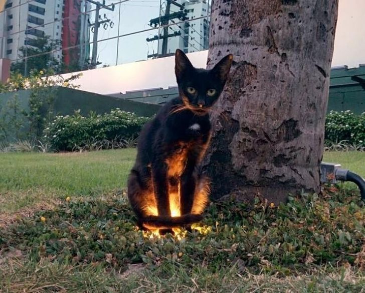 черный кот сидит на светильнике в газоне