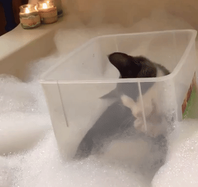 черно-белая кошка умывается в ванне с пеной