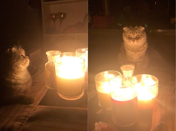 кот сидит рядом со свечами в стаканах