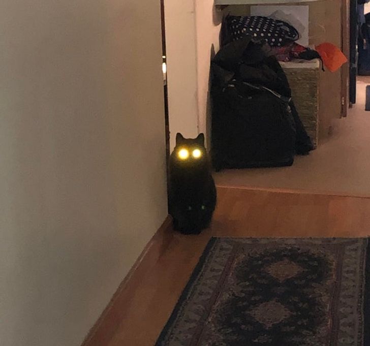черный кот со светящимися глазами в коридоре