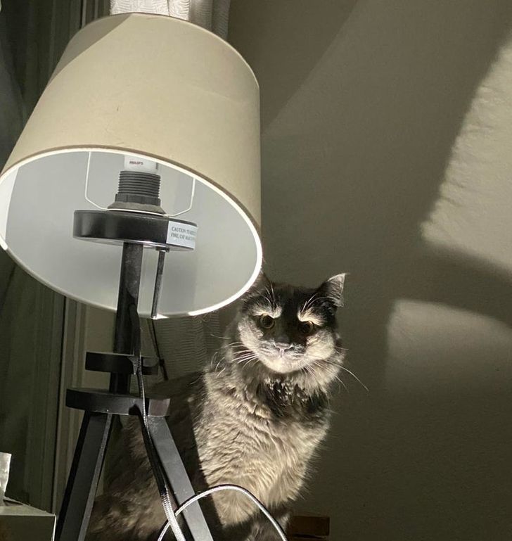 пушистый серый кот сидит возле настольной лампы