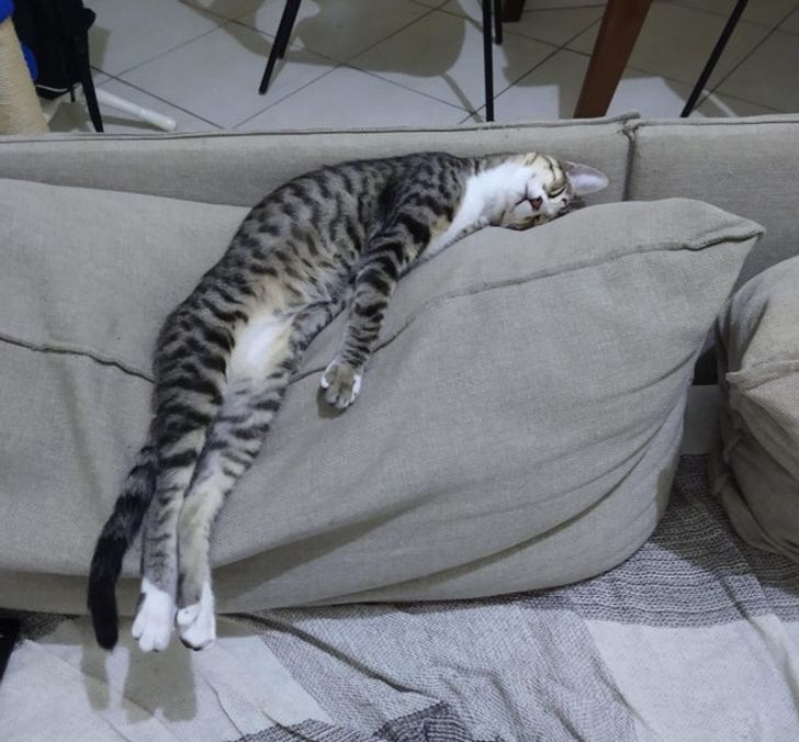 полосатый кот спит на подушке