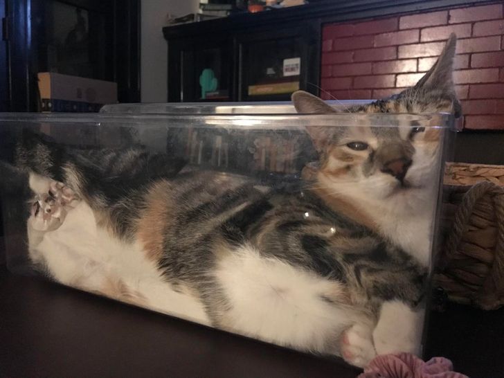 полосатый кот лежит в прозрачном контейнере