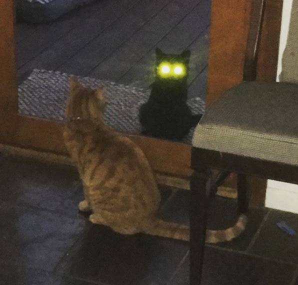 полосатый кот смотрит на черного за дверью