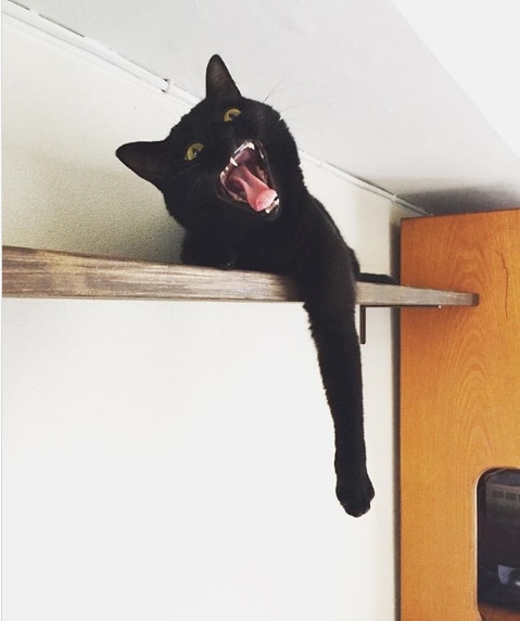 черный кот зевает